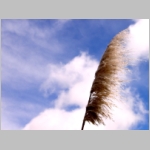 Vista Wallpapers 019.JPG